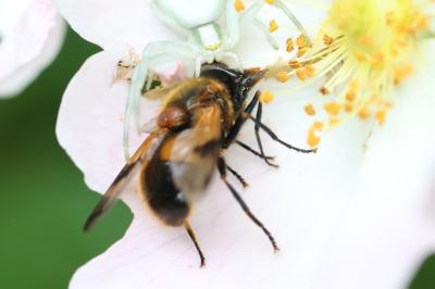 <i>Volucella inflata</i>