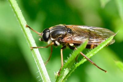 <i>Coenomyia ferruginea</i>
