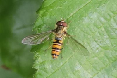 <i>Episyrphus balteatus</i>