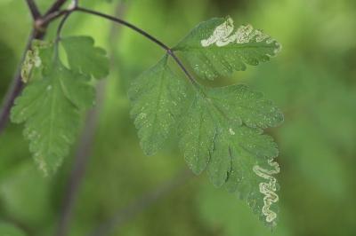 <i>Phytomyza chaerophylli</i>