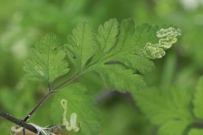 <i>Phytomyza chaerophylli</i>