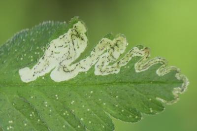 <i>Phytomyza chaerophylli</i>