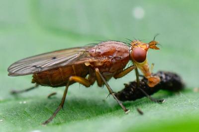 <i>Tetanocera ferruginea</i>