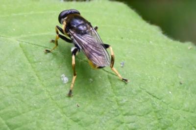 <i>Xylota sylvarum</i>