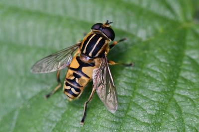 <i>Helophilus pendulus</i>