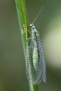 <i>Chrysopa perla</i>