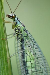 <i>Chrysopa perla</i>