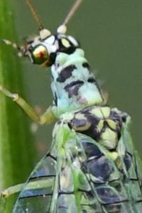 <i>Chrysopa perla</i>