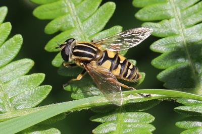 <i>Helophilus pendulus</i>