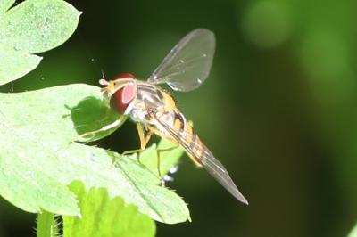 <i>Episyrphus balteatus</i>