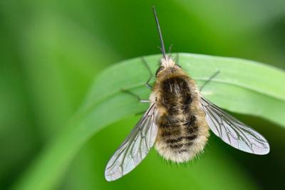 <i>Bombylius venosus</i>
