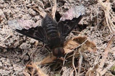 <i>Hemipenthes morio</i>