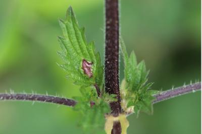 <i>Dasineura urticae</i>