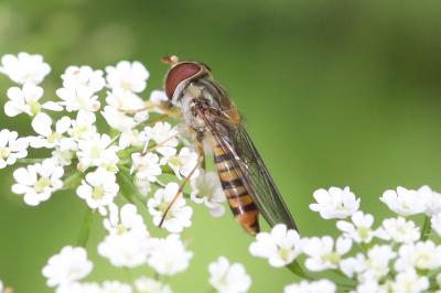 <i>Episyrphus balteatus</i>