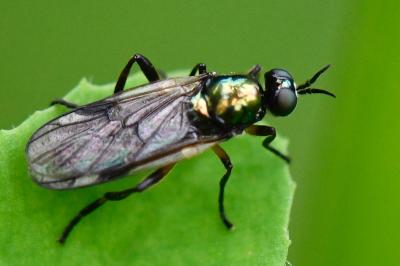 <i>Actina chalybea</i>