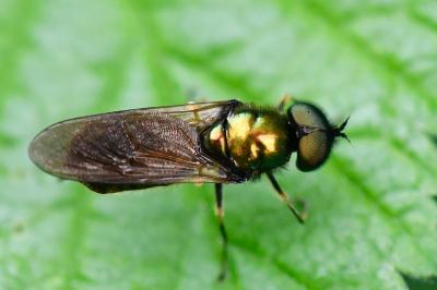 <i>Chloromyia formosa</i>