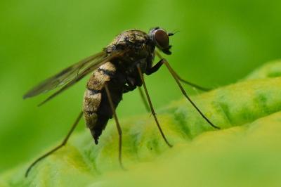 <i>Chrysopilus cristatus</i>