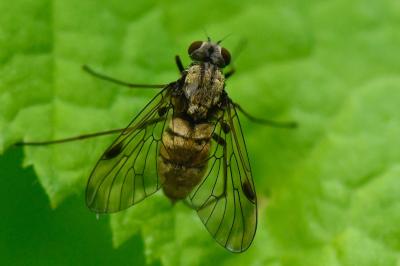 <i>Chrysopilus cristatus</i>