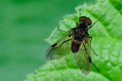 <i>Chrysopilus cristatus</i>