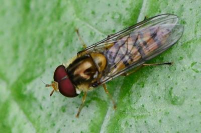 <i>Episyrphus balteatus</i>