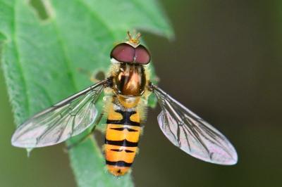 <i>Episyrphus balteatus</i>