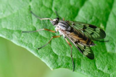 <i>Rhagio scolopaceus</i>