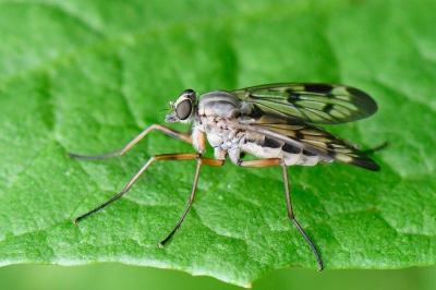 <i>Rhagio scolopaceus</i>