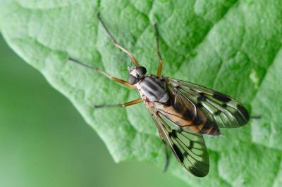 <i>Rhagio scolopaceus</i>