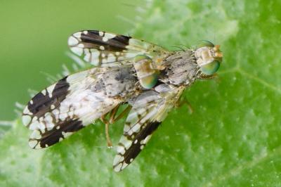 <i>Tephritis divisa</i>