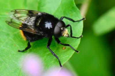 <i>Volucella bombylans</i>