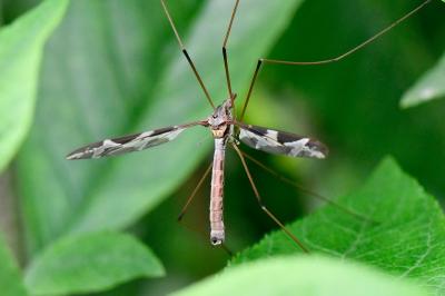 <i>Tipula maxima</i>