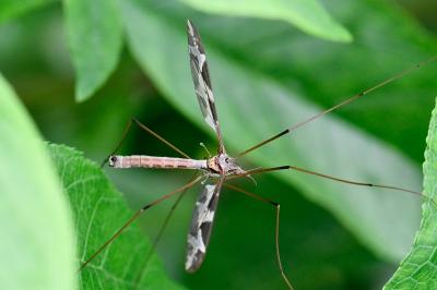 <i>Tipula maxima</i>