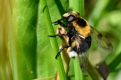 <i>Volucella bombylans</i>