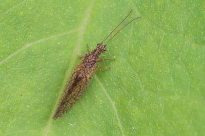 <i>Micromus angulatus</i>