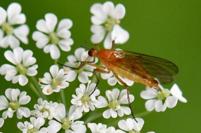 <i>Empis lutea</i>