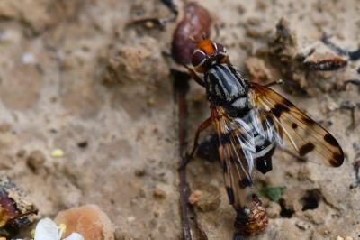 <i>Otites porcus</i>