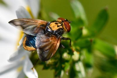<i>Phasia aurigera</i>