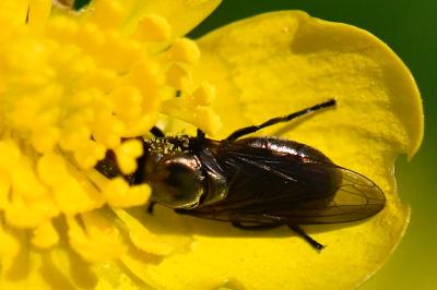 <i>Chrysogaster virescens</i>