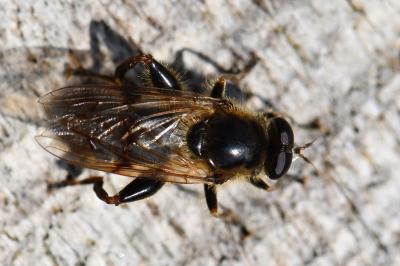 <i>Brachypalpus laphriformis</i>
