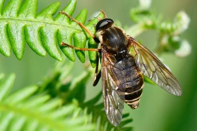 <i>Coenomyia ferruginea</i>