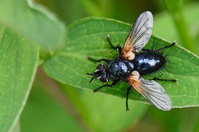 <i>Zophomyia temula</i>