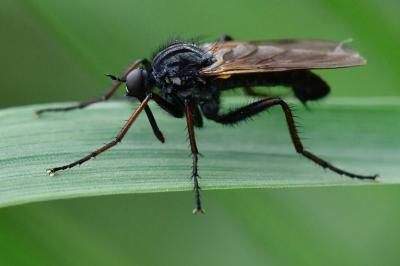 Empis marqueté