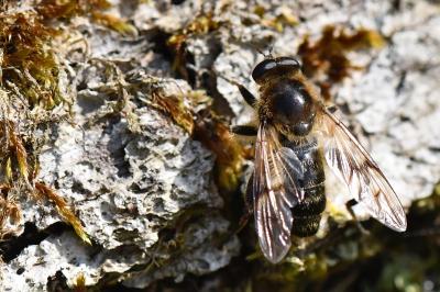 <i>Brachypalpus laphriformis</i>