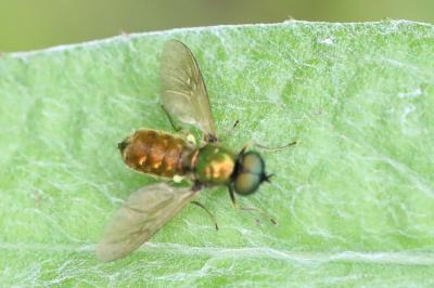 <i>Chloromyia formosa</i>