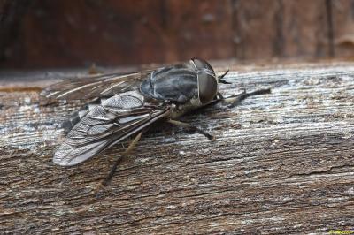 <i>Tabanus</i>