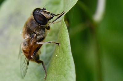 <i>Eristalis tenax</i>