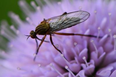 <i>Empis livida</i>