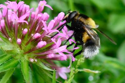 <i>Volucella bombylans</i>