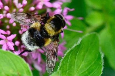 <i>Volucella bombylans</i>