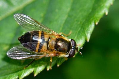 <i>Epistrophe eligans</i>